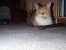 florrie 02.jpg